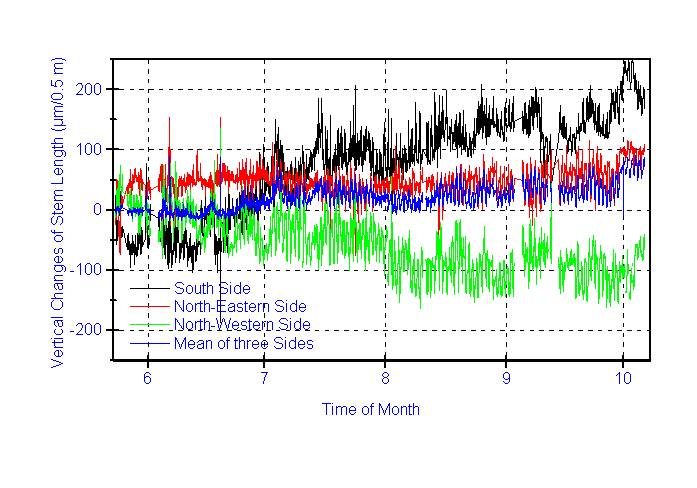vertical variation of a cork tree