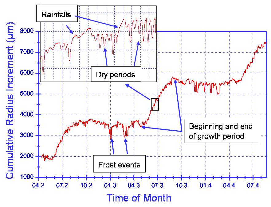 Dendrometer curve