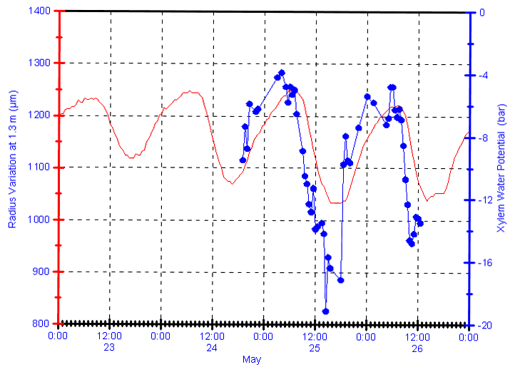 xylem water potential dendrometer