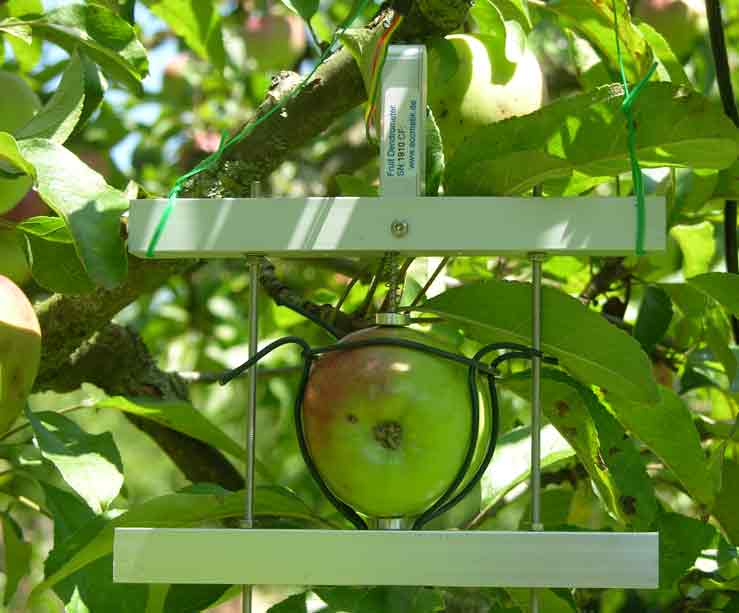 dendrometer apple