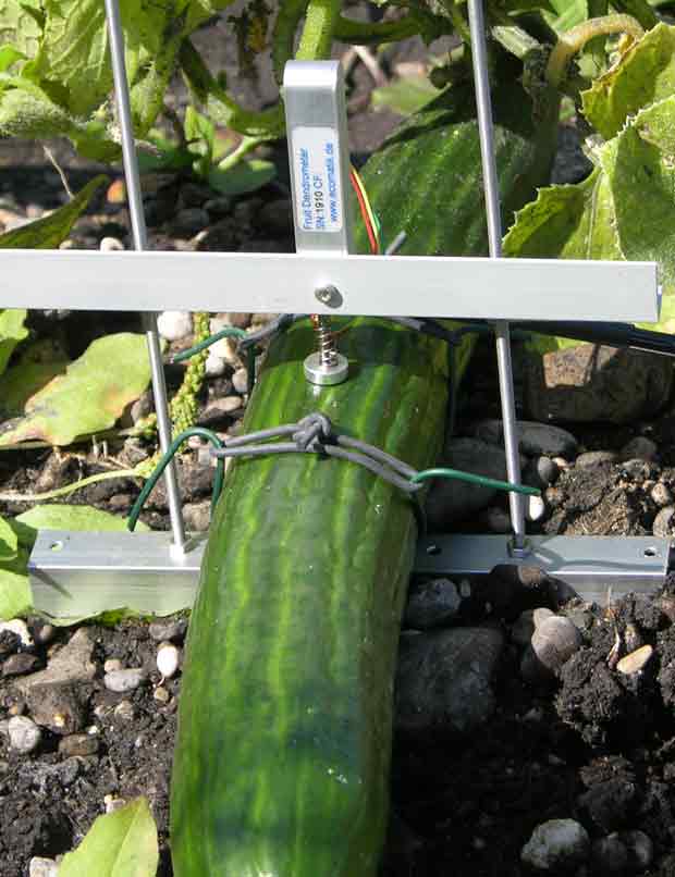 dendrometer cucumber