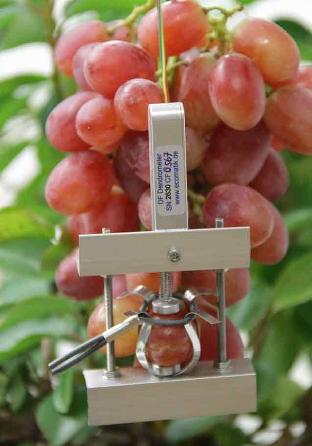 dendrometer grape
