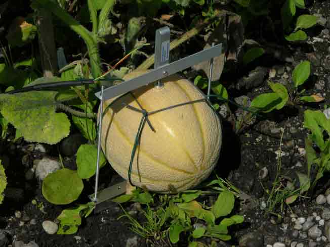 dendrometer melon